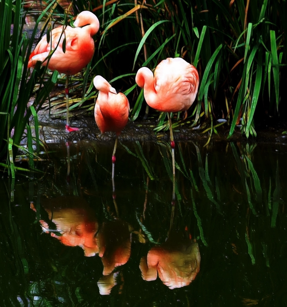  Happy Flamingo Friday! by joysfocus