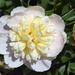 Peony flower by sandlily