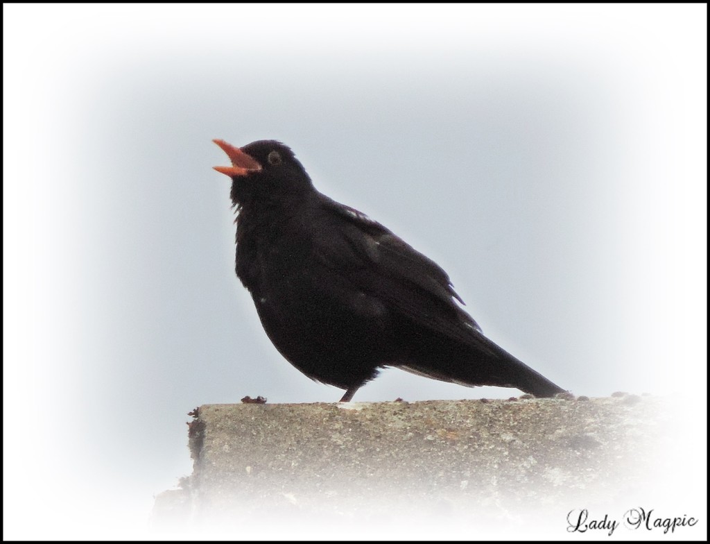 Sing Loud Mr. Blackbird, Sing Loud. by ladymagpie
