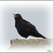 Sing Loud Mr. Blackbird, Sing Loud. by ladymagpie