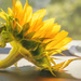 sunflower by jernst1779