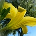 Another yellow lily by shutterbug49