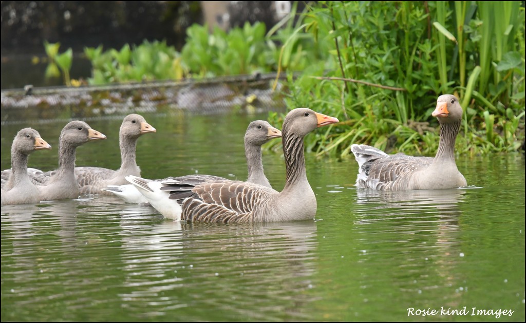 The Goose Family by rosiekind