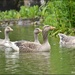 The Goose Family by rosiekind
