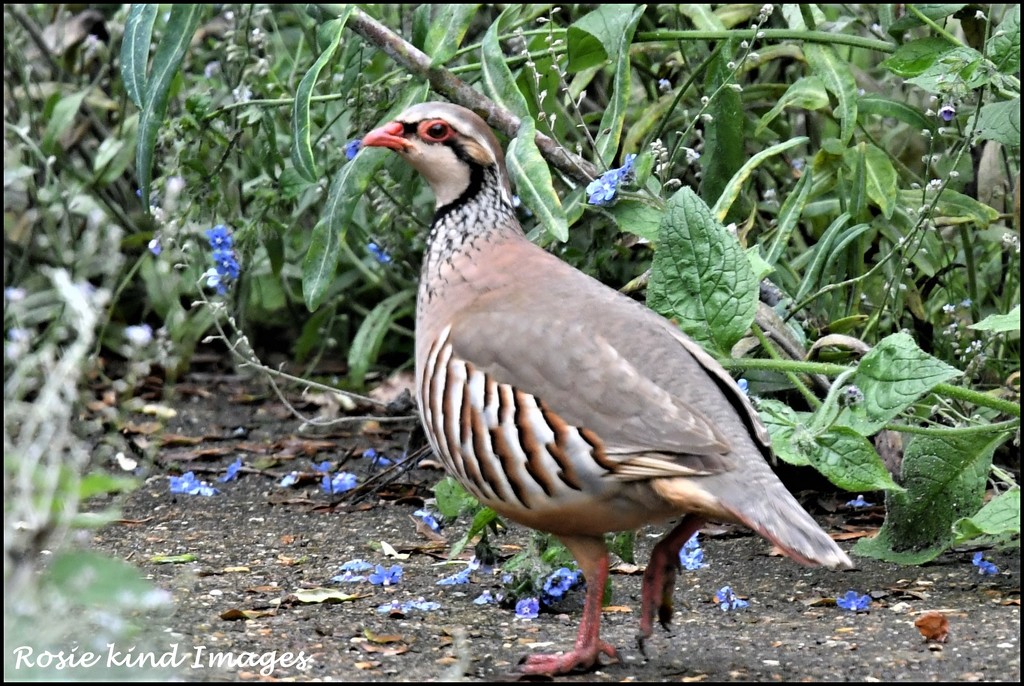 Red legged partridge by rosiekind