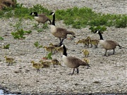 26th May 2019 - Canada Geese and Goslings.......