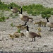 Canada Geese and Goslings....... by susiemc