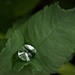garden Diamond by 30pics4jackiesdiamond
