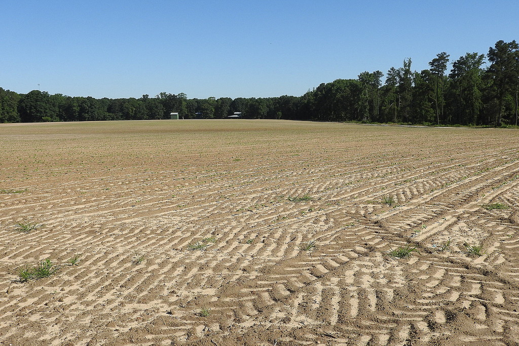 Field textures by homeschoolmom