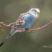 Zoo Parakeet by lynne5477