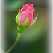 My Beautiful Rosebud by essiesue