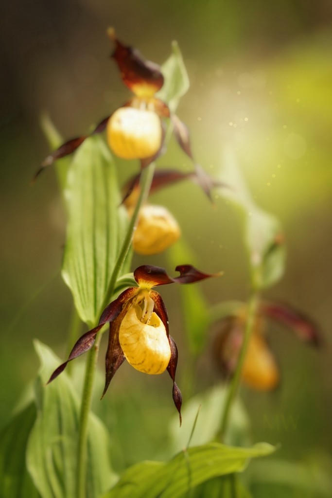 2019-06-14 wild european lady slipper orchid by mona65