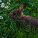 Early morning baby bunny by berelaxed