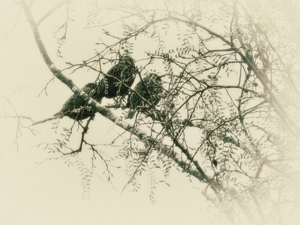 Three Birds by maggiemae