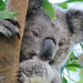 sleepy head by koalagardens