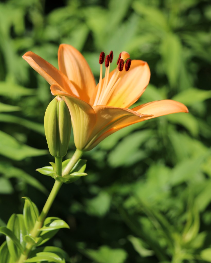 June 14: Lily by daisymiller