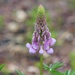 First Lupin Bloom by paintdipper