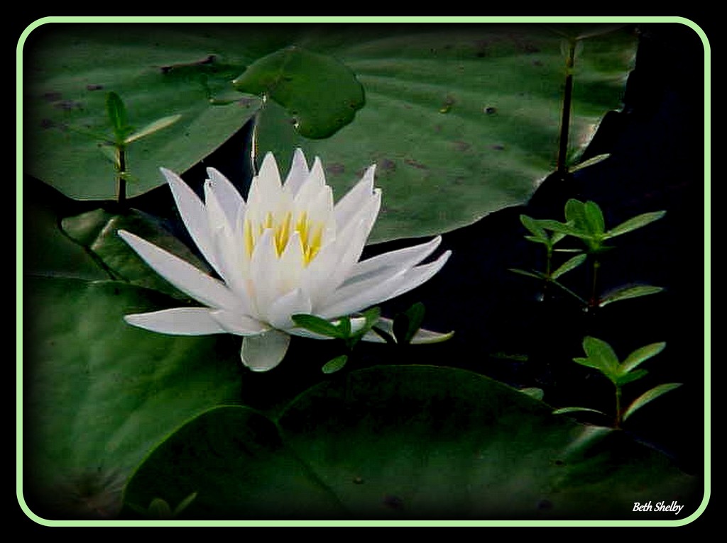 Water Lily by vernabeth