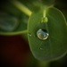 Day 165:  Perfect Droplet by sheilalorson