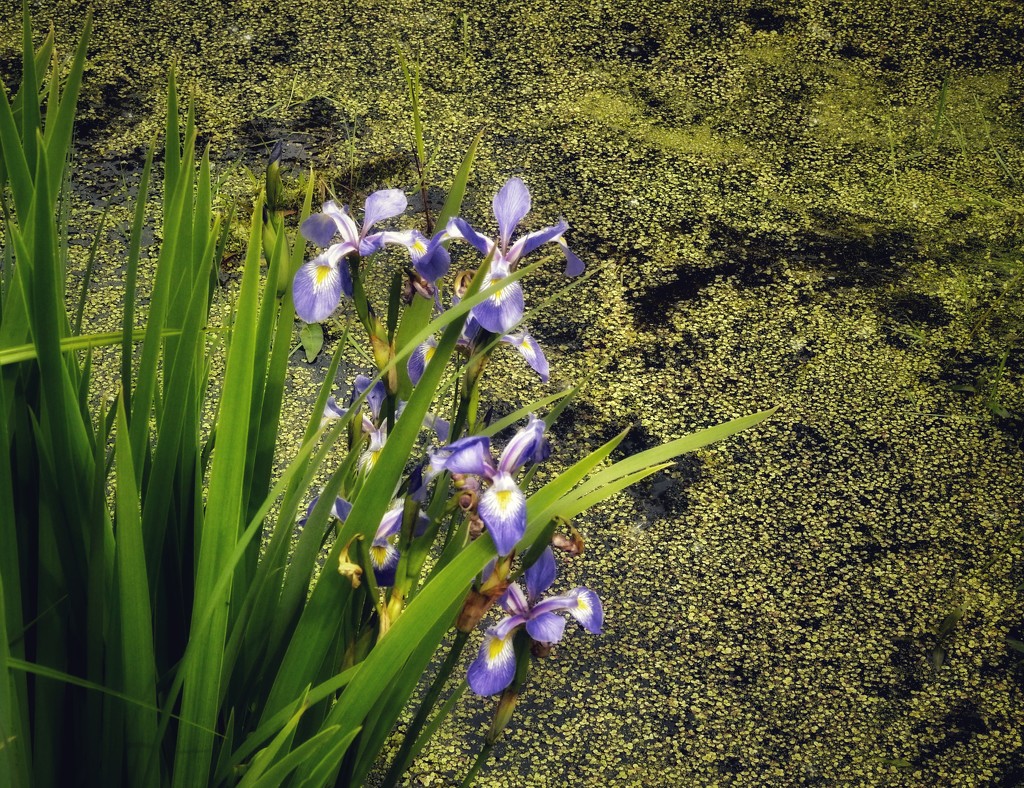 Wild irises by amyk