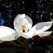 Shy magnolia by homeschoolmom