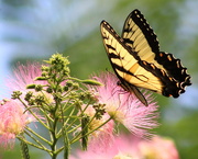 14th Jun 2019 - Sunny Skies And Butterflies