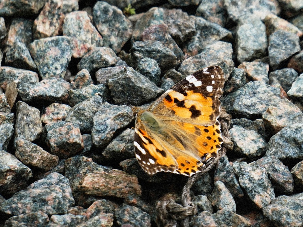 Painted Lady by allsop