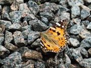 15th Jun 2019 - Painted Lady