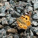 Painted Lady by allsop