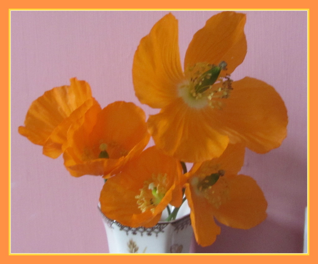 A small vase of orange poppies. by grace55
