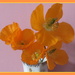 A small vase of orange poppies. by grace55