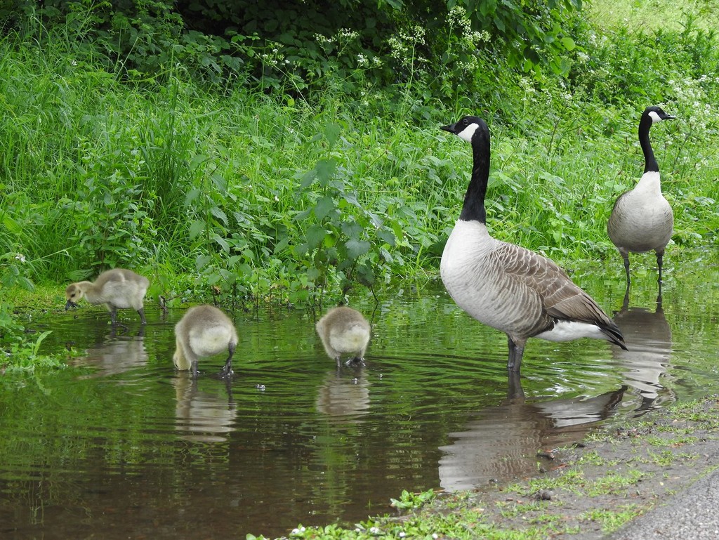 30 Days Wild : Day 12 : Goslings, cygnets and a wasp by roachling