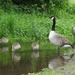 30 Days Wild : Day 12 : Goslings, cygnets and a wasp by roachling