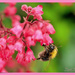 Bee And Heuchera by carolmw