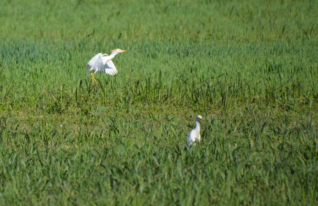 Snowy Egrets In A Field That Was Just Irrigated. by bigdad
