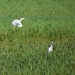 Snowy Egrets In A Field That Was Just Irrigated. by bigdad