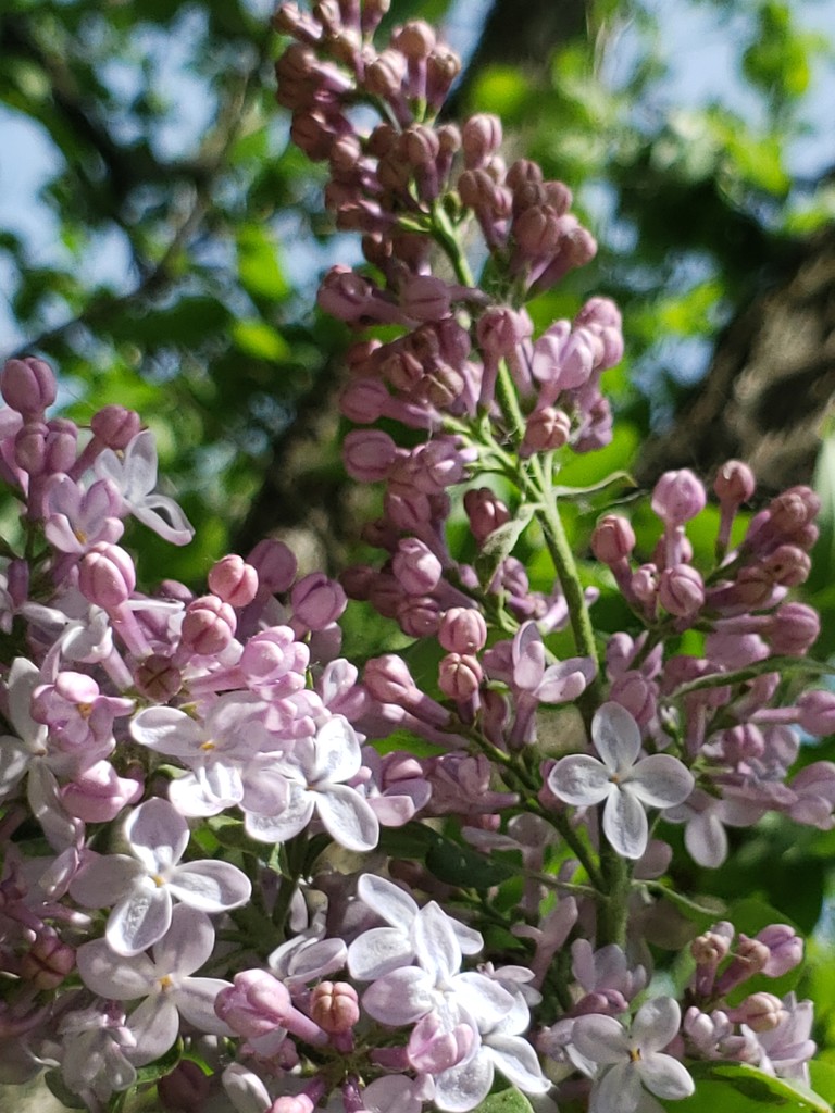 Lilacs by waltzingmarie