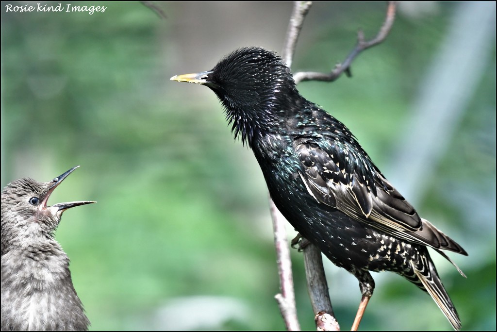The starlings by rosiekind