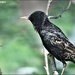 The starlings by rosiekind