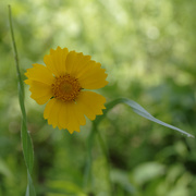 14th Jun 2019 - yellow flower