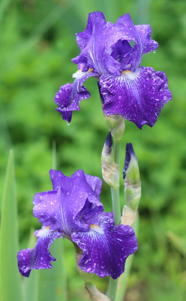 Batik Iris by paintdipper