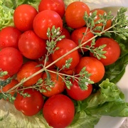 15th Jun 2019 - Tomatoes and herbs