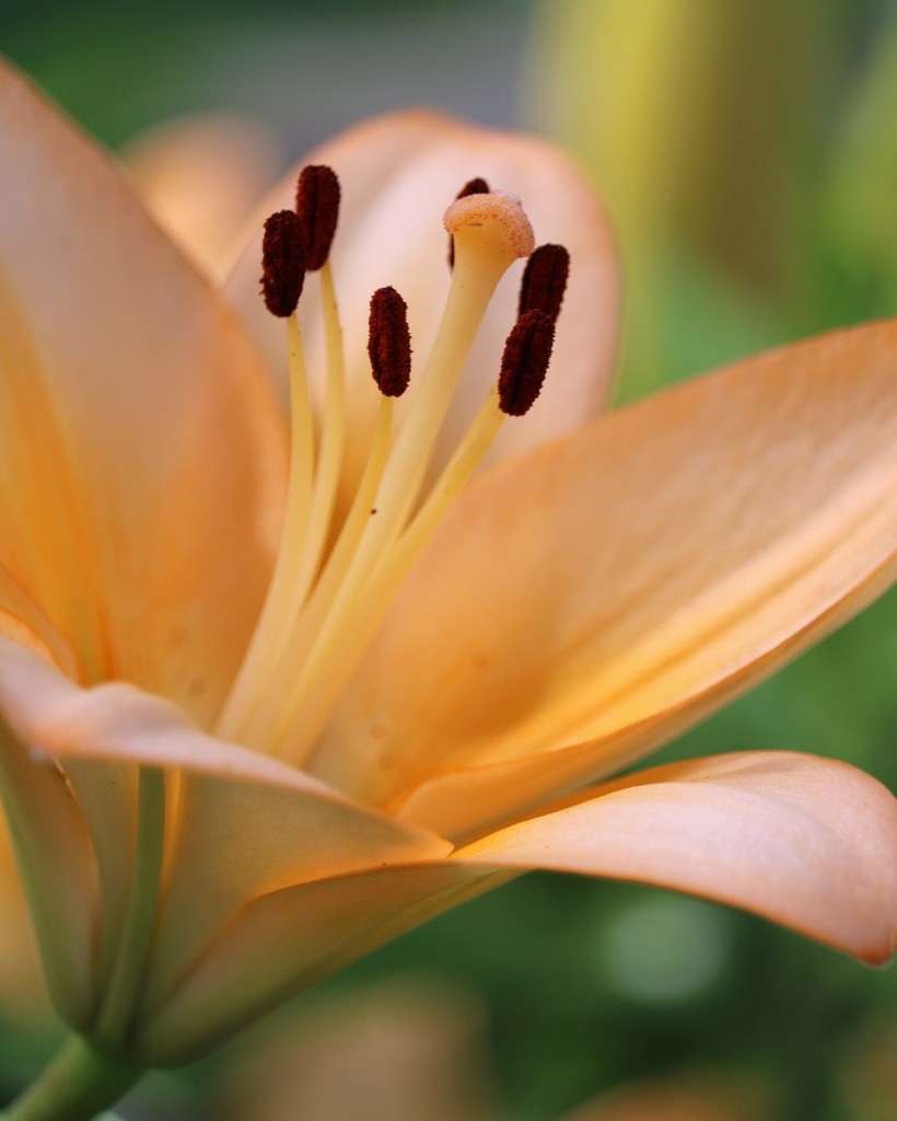 June 15: Lily by daisymiller