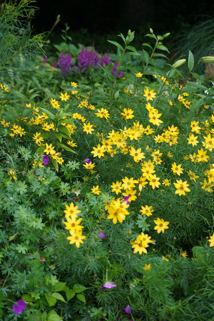 Now my garden is yellow by tunia