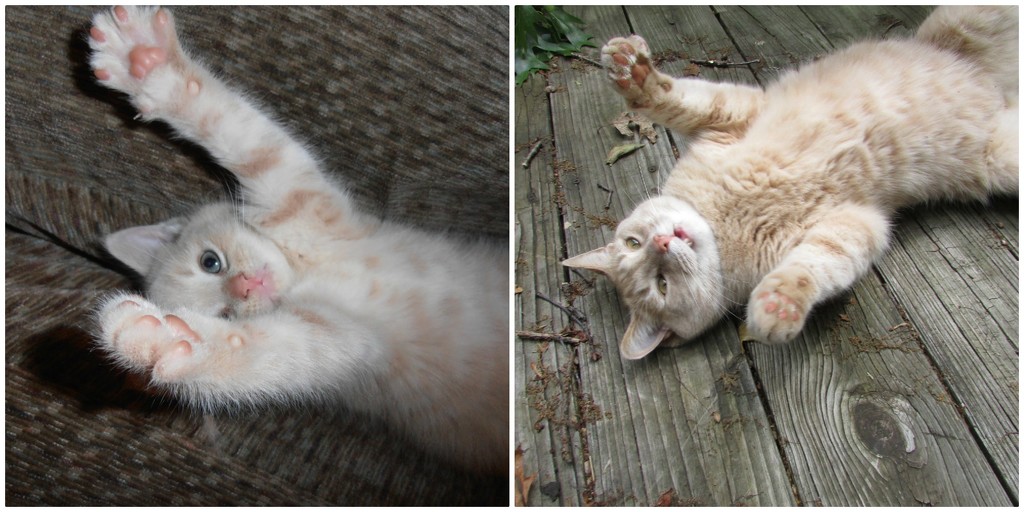 Then and now of my Cat Penny by julie