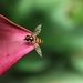 Parasite wasp I by madeinnl