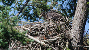 14th Jun 2019 - How did the eaglets cross the road?