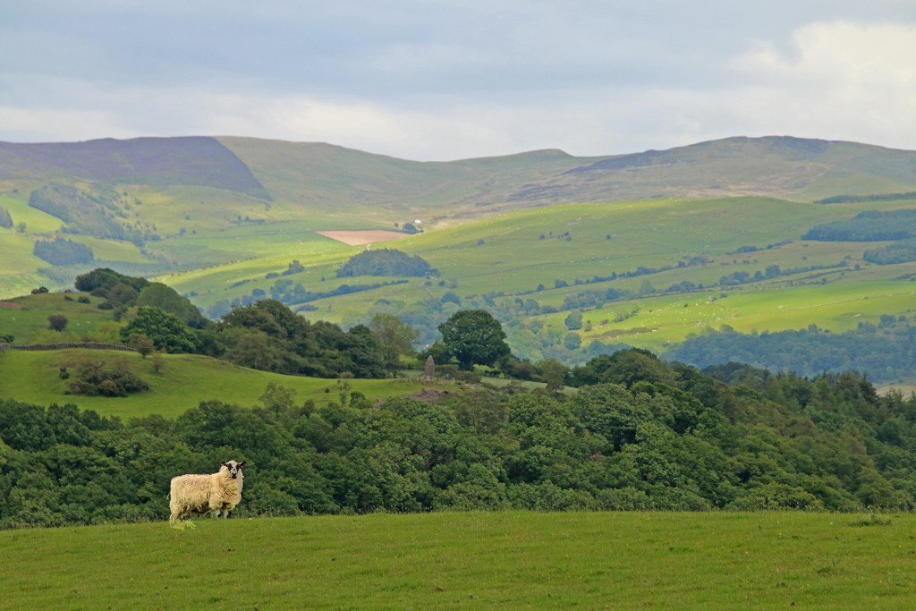 Welsh scenery by shepherdman