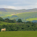 Welsh scenery by shepherdman