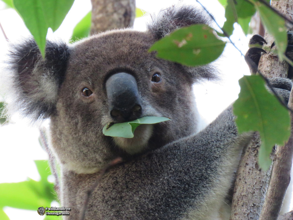 breakfast by koalagardens